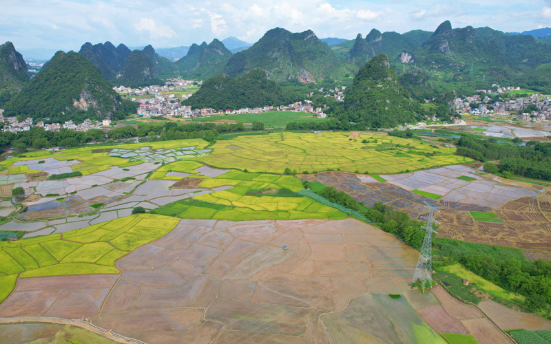 平桂区：盛夏时节“双抢”忙 早稻归仓晚稻绿